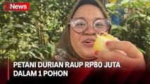 Petani di Banjarnegara Mampu Hasilkan 20 Macam Jenis Durian Super dari 1 Pohon Durian