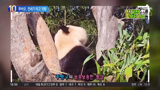 중국, 푸바오 귀향 위해 ‘전세기’ 띄운다