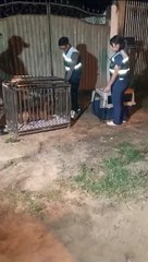 Perros pitbull atacan a niña y matan a su perro