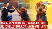 Mala-wizard na aso, nakakaintindi ng 