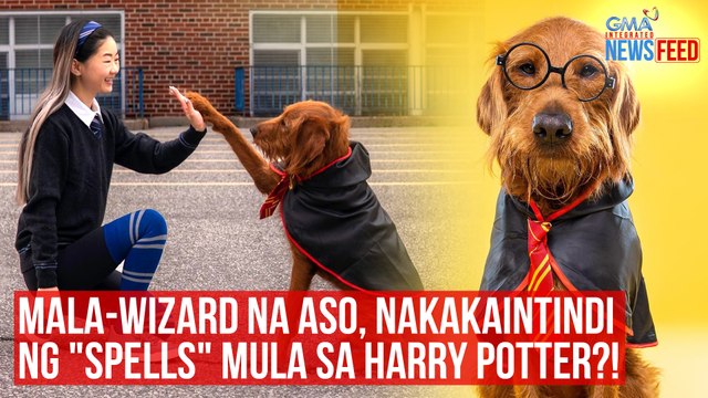 Mala-wizard na aso, nakakaintindi ng spells mula sa Harry Potter?! | GMA Integrated Newsfeed