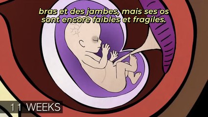 Procédures d'avortement aux 1er, 2e et 3e trimestres