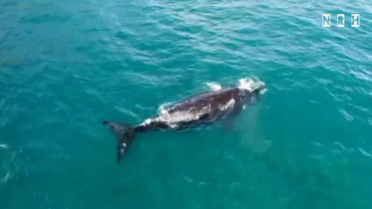 4k nature relaxation film "Wonder of Ocean " with beautiful water waves, whales & mind blowing relaxing music.