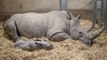Baby rhino birth celebrated at UK zoo