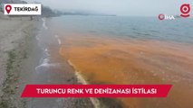 Marmara Denizi'nde turuncu renk ve denizanası istilası