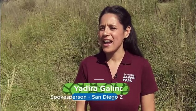 Watch As These Elephant Calves Are Trying to Become One with a Larger Herd