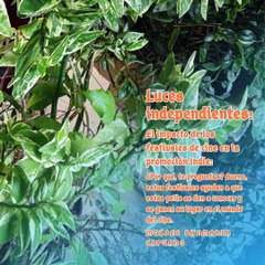 Moises Shemaria Capuano| Luces independientes