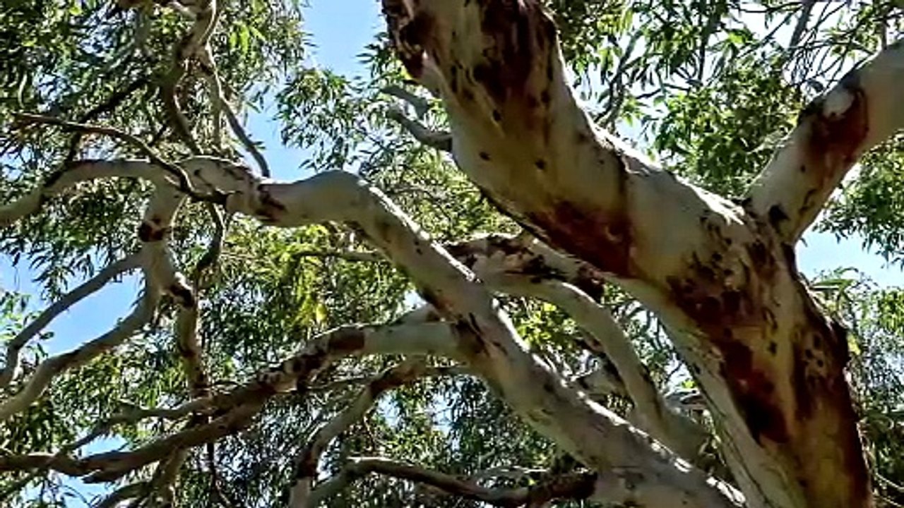 What Exactly Is a Kookaburra? You Have to Listen to Its Laugh