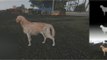 Grand Theft Auto and AI help University of Surrey team turn dog pics into 3D models
