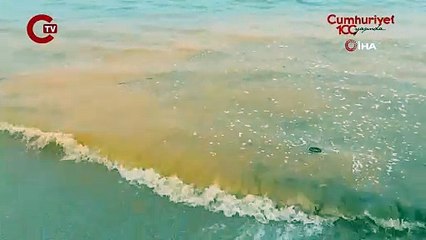 Denizde turuncu renk ve denizanası istilası