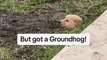 Golden Retriever Pup Digs Out Hole and Eats Grass