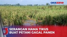 Sawah Petani Diserang Hama Tikus Hingga Terancam Gagal Panen di Tengah Tingginya Harga Beras