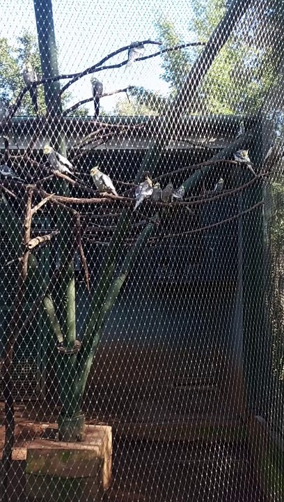 "Exploration Fascinante au Zoo de Rabat"#ZooRabat #AnimauxSauvages #ExplorationAnimale #Biodiversité