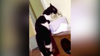Cat you will remember and LAUGH all day! Funny Cats Videos #cat #cute #funny #pets