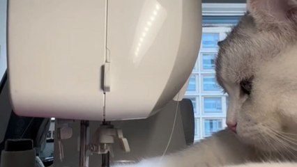 Cute Cat proves herself the master seamstress by sewing a bag *Hilarious*