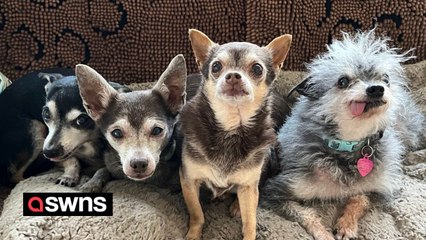 "I work in a care home for elderly pets - they can be grumpy and I'm always cleaning up accidents but I love it"