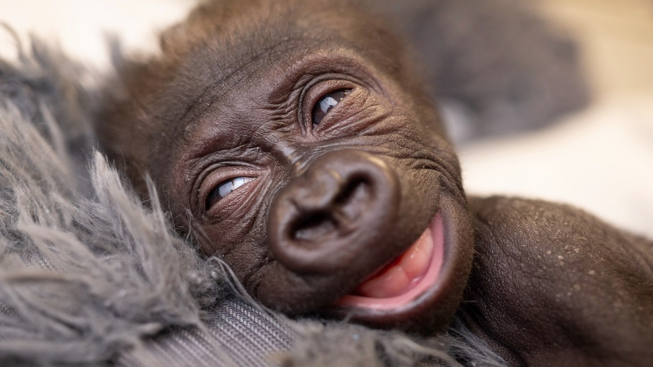 Zookeepers Wear ‘Gorilla Suit’ to Train Premature Baby Gorilla How to Interact with Future Surrogate Mother