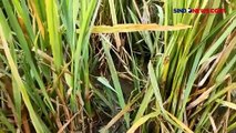 Sawah Diserang Hama Tikus, Petani Terancam Gagal Panen di Tengah Tingginya Harga Beras