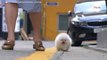 People can't tell whether this animal is a dog, a bunny, or a seal (video)