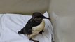 Birds rescued after myster oil slick on south coast
