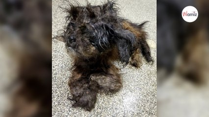 Shelter staff spend three hours grooming animal before they understand what it is