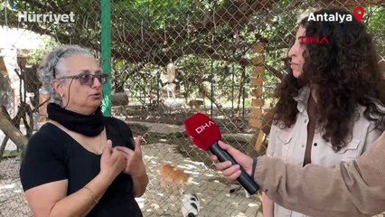 Yavru köpekleri kulak ve kuyrukları kesilmiş halde bulan Norveçli kadın: İnsanın yapabileceği en kötü şey