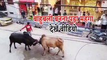 Video : सांडों की लड़ाई में बन रहा था 'बाहुबली', देखिए क्या हुआ हाल