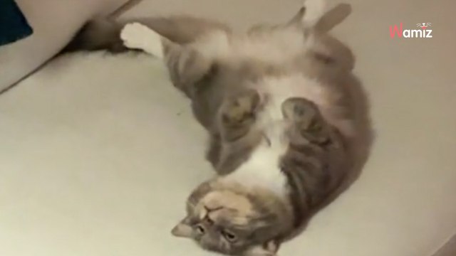 Kot czuje się zaniedbywany podczas imprezy, więc znajduje idealny sposób na przyciągnięcie uwagi (video)