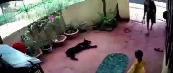 Vean el vídeo viral de un perro salvando a una niña de un secuestro