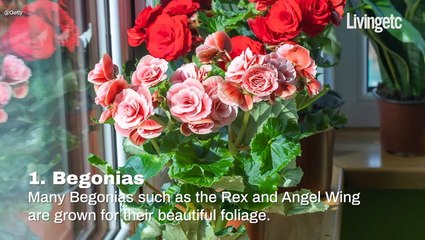 Plants That Flourish On Windowsills