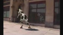 Crazy-cow-likes-to-muh
