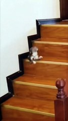 Funny Cat videos online