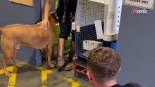 Video. Ritrova il suo cane dopo 6 lunghi mesi: il loro incontro è emozionante