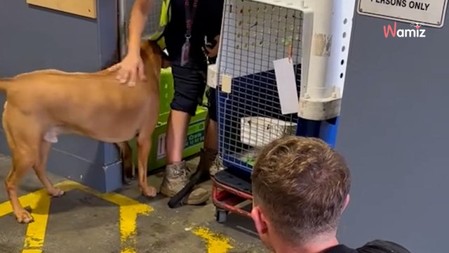 Video. Ritrova il suo cane dopo 6 lunghi mesi: il loro incontro è emozionante