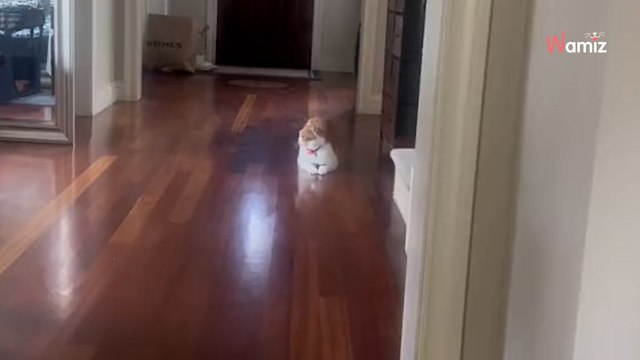 Video. Il gattino non si trova: capisce l'inghippo del colpevole e scoppiare a ridere