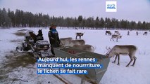 Les rennes ont impact positif sur le changement climatique