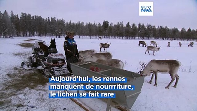 Les rennes ont impact positif sur le changement climatique