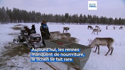 Comment les rennes peuvent aider à lutter contre le changement climatique ❄️