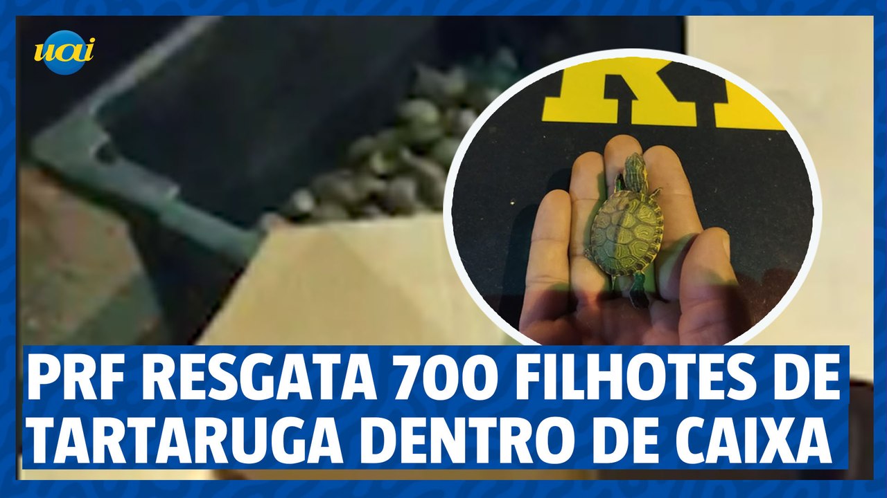 MG: PRF resgata mais de 700 filhotes de tartaruga dentro de caixa de papelão