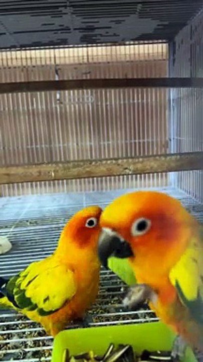 Sunconure parrot