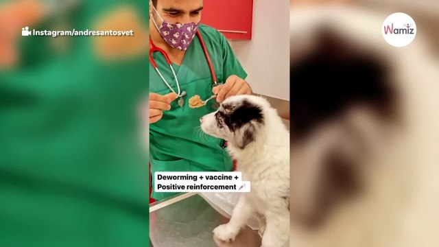 Weterynarz zbliża się do psa ze strzykawką. Takiej reakcji psa jeszcze nie widzieliście (video)