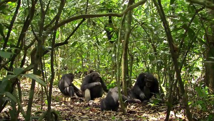 Chimpanzés Bande-annonce (ES)