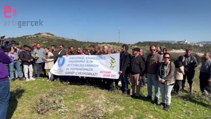 AKP'li Binbay'ın şirketi Defne'de zeytinlikleri söküyor... Kamulaştırılan alana TOKİ tarafından konut yapılacak 