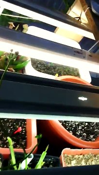 Venus flytrap seed pods forming