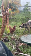 Dog Plays With Chicken