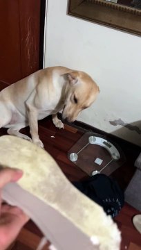 Guilty Dog Smiles At Chewed Shoe