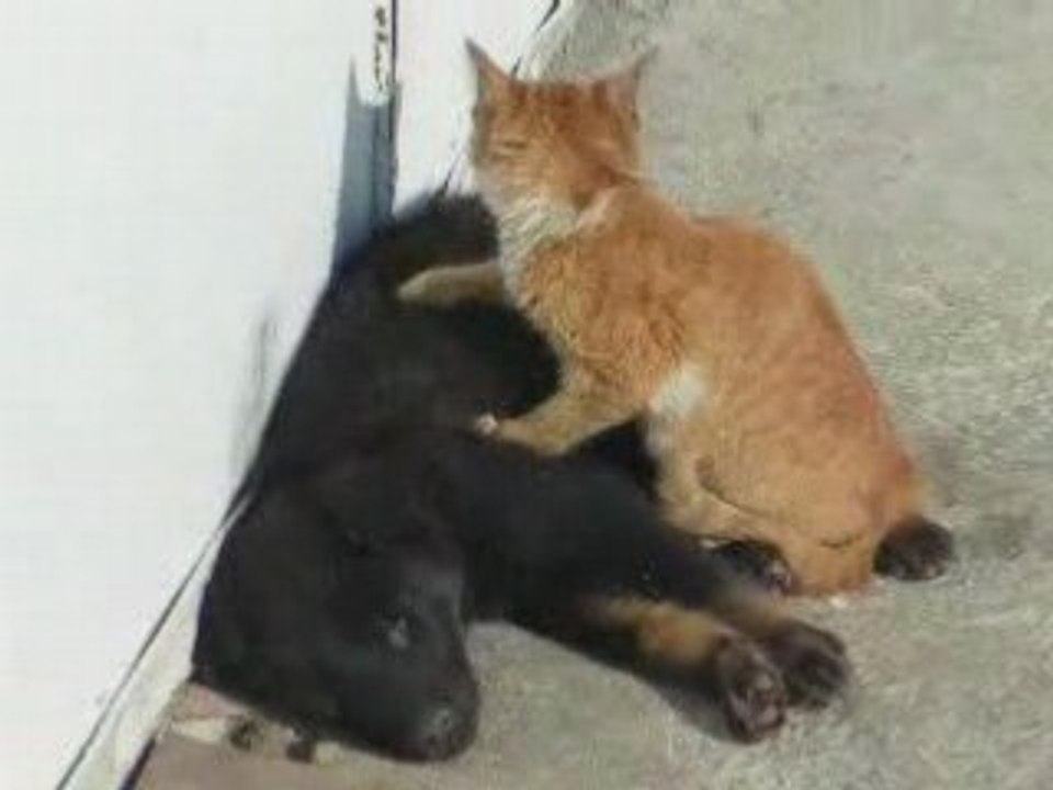 CHAT QUI FAIT 1 MASSAGE