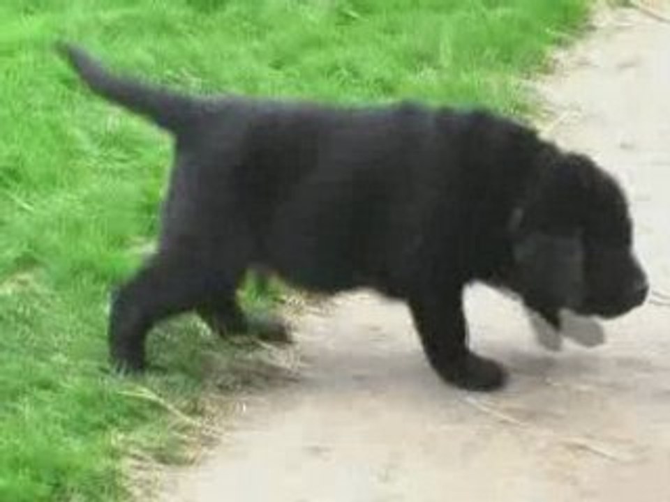 Labradors du Taillis Madame