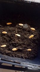 Mon Potager #18 Ep2 : Je continue à planter ! (Exclusivité Dailymotion)