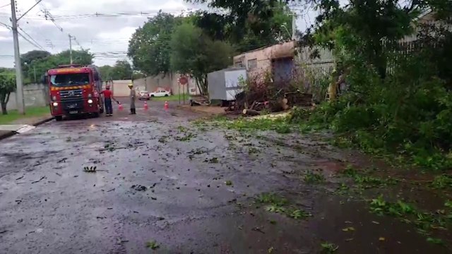 Bombeiros são acionados para poda de árvore no Cancelli